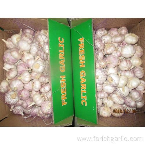 Fresh Of Normal White Garlic